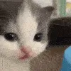 smallcat