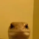 Lizard