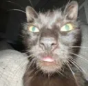 khat