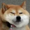 doge_squint