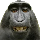 monke