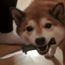 doge_knife