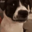 WeirdDog
