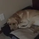 guiltydoggo