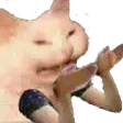 tabibito