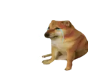 bbj_cheemsignored
