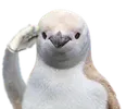 Birbsalute
