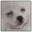 PugaCube PugaCube