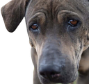 sad_dog Discord emoji