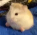ralph ralph