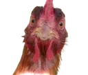 chickenface