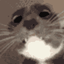 :disturbedcat: