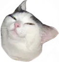 knifecat knifecat
