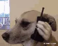 OP_dogecalling