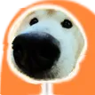 DogNoseMorning DogNoseMorning