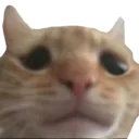 catsad