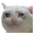catsad