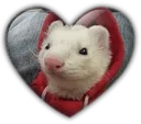 Filippoheart