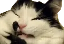 cat_cringe