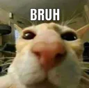 CatBruh