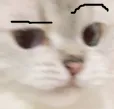 catwithraisedeyebrow