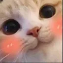 blush_cat