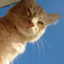 Cat2 cat2 Discord Emoji