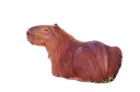 bz_capybara