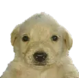 perroque perroque