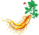 ginseng