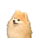 woofdog Discord Emoji