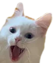 Catpog catpog Discord Emoji