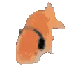 peepogFast