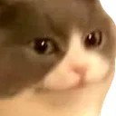 cattoconfuse
