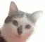 r_catthuglife