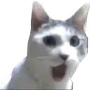 poggerscat