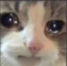 crykitty Discord Emoji
