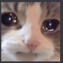 cat_cry