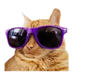 CoolCat Discord Emoji