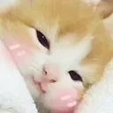 catblushi catblushi