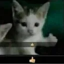 thumbsupcat