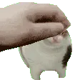 petbeanb petbeanb