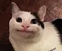 safacspumedacastiucumsaonumesc