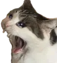 ChunkyCatScreaming