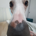 long_nose_dog Discord emoji