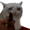 sadcatgun
