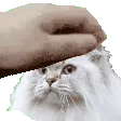 ApolloPatto