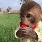farm_monkeyeat2
