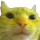 y_