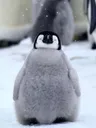 PenguVibe